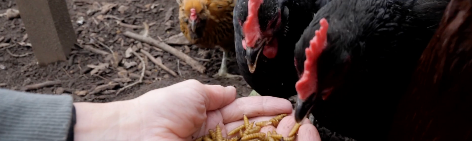 FlockLeader FREEDOM FLY - BSFL Safety for Your Flock and Family