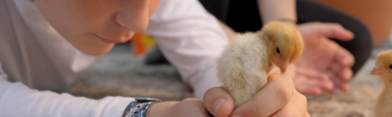 Chick Care 101: Food and Water