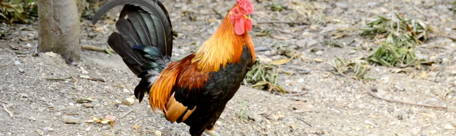Chicken Courtship Behavior