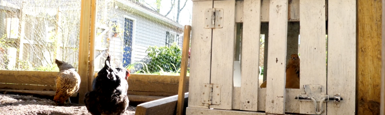 Do My Chickens Need Something to Hide Under?