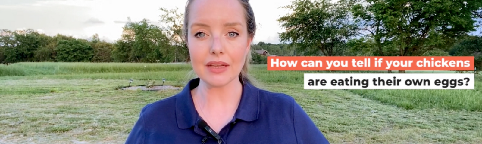 Egg Eating: What to do if your Chickens are Eating their Own Eggs