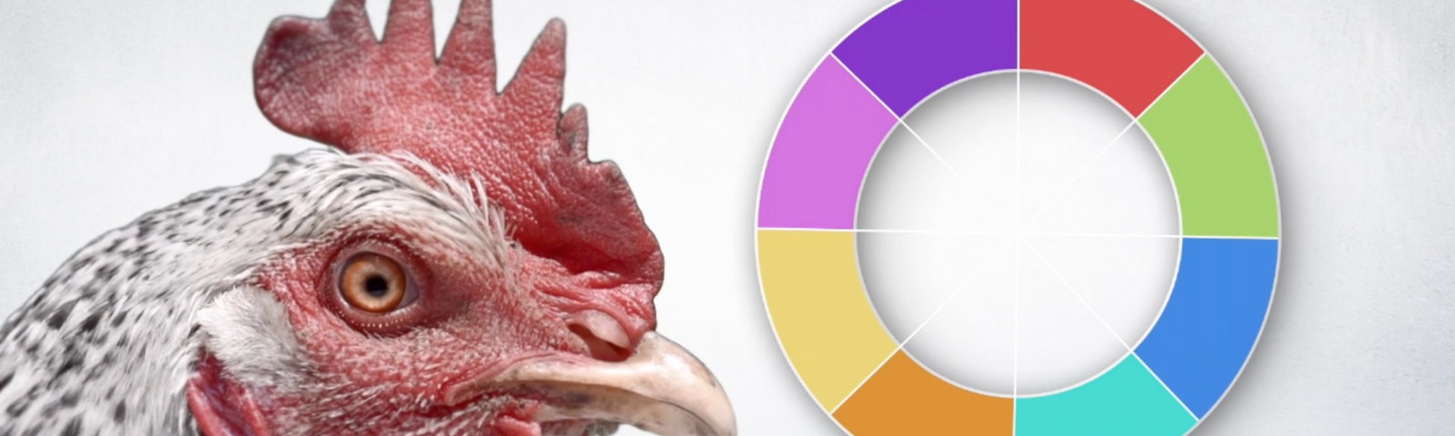 How Do Chickens See and Detect Light?