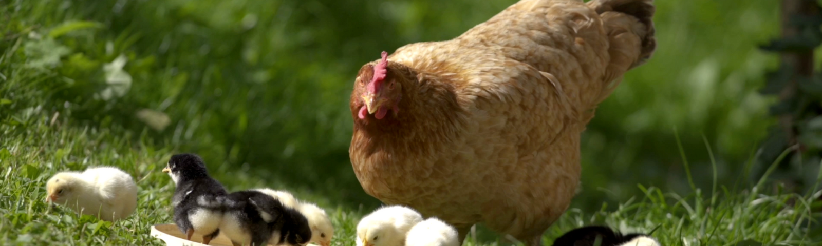 How Long Do Baby Chicks Stay With Their Mothers?