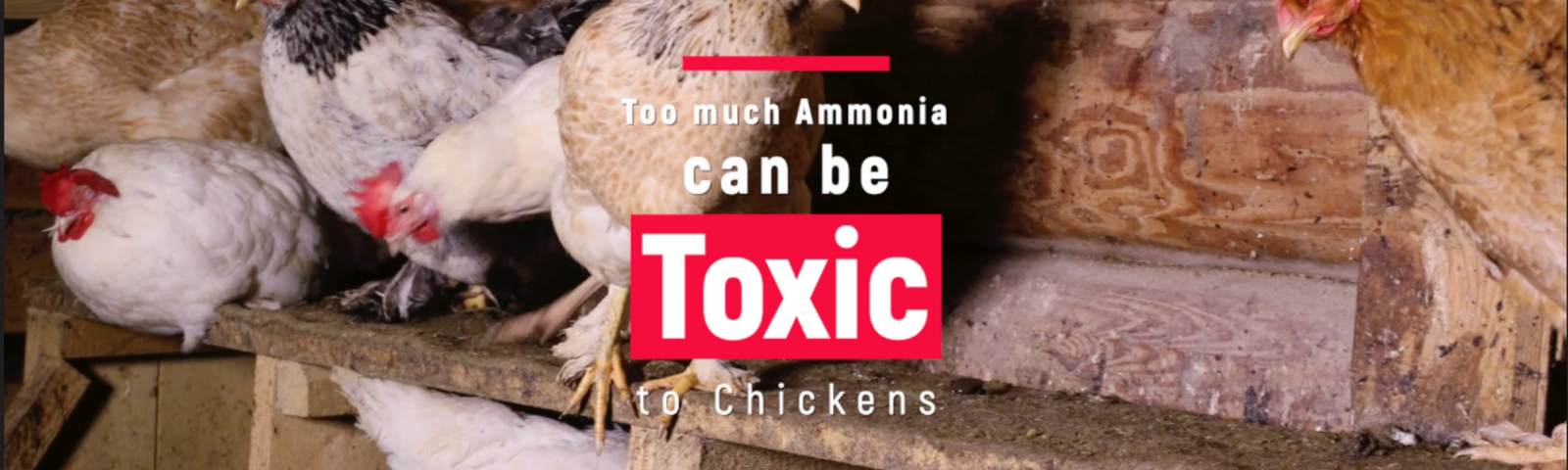 How (and Why!) to Keep Your Chickens Healthy by Regulating Ammonia
