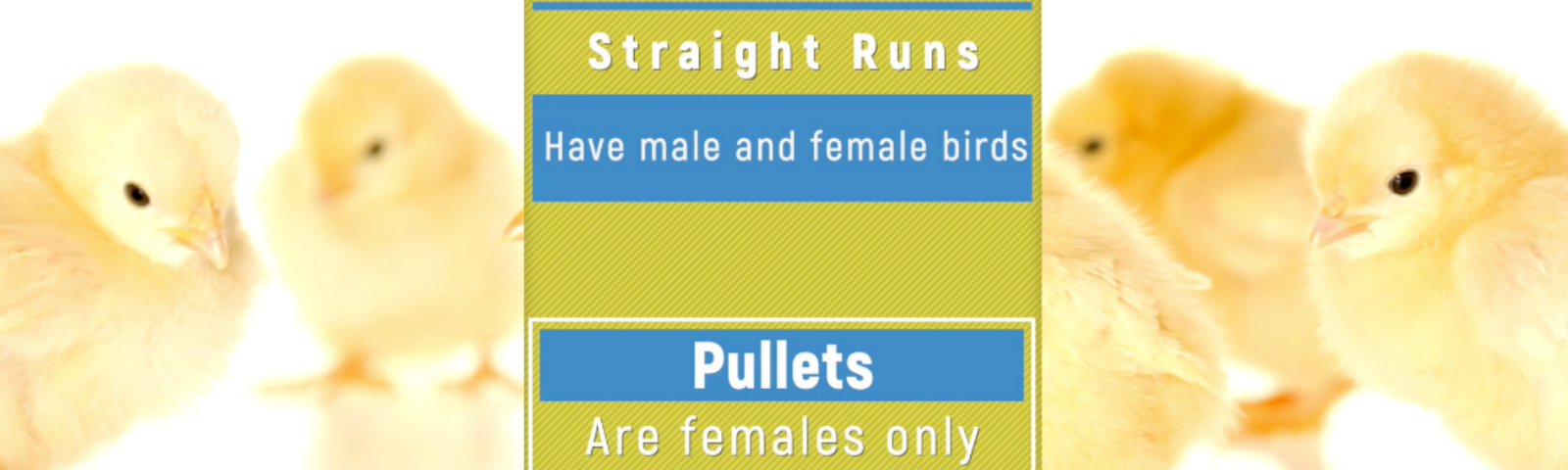 How to Tell if you Have a Hen or a Rooster Chick