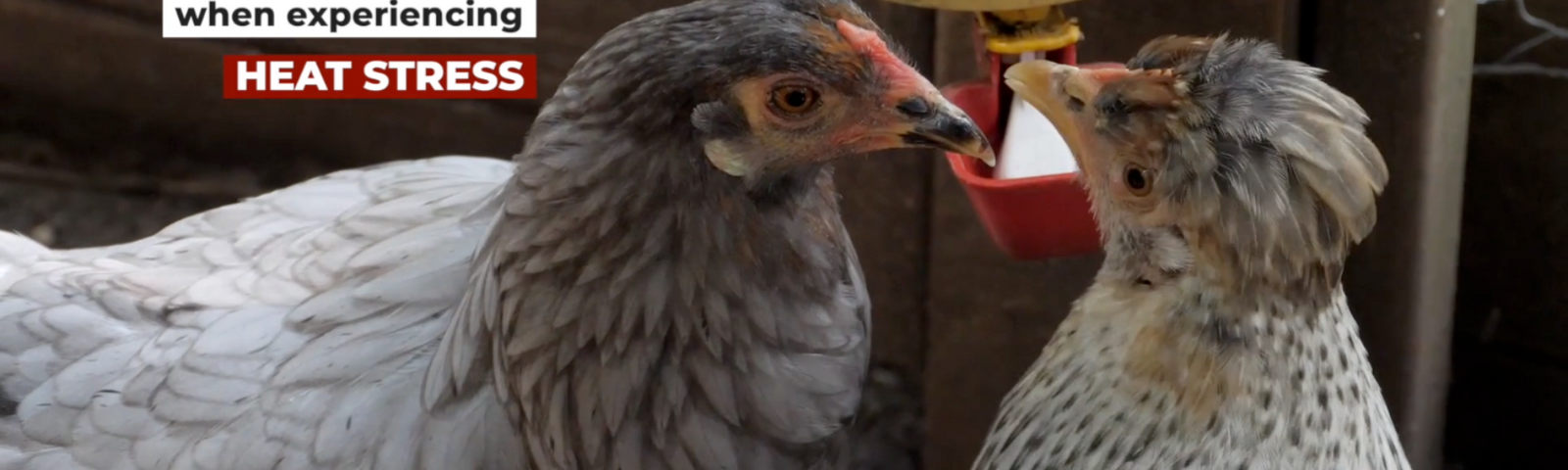 Stages of Heat Stress in Chickens