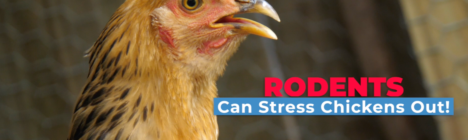 Pests in the Chicken Coop: Why They Matter and What To Do About Them