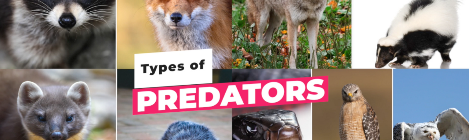Predators: How to Protect Your Flock from Harm
