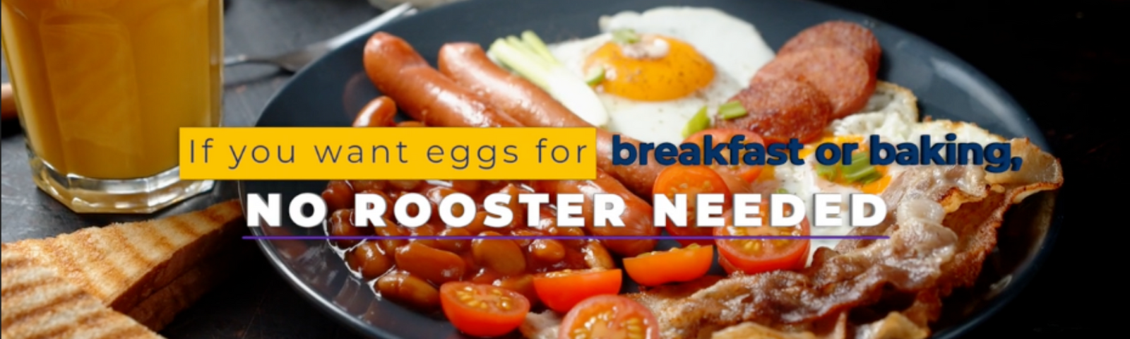 Do I Need a Rooster to Get Eggs?