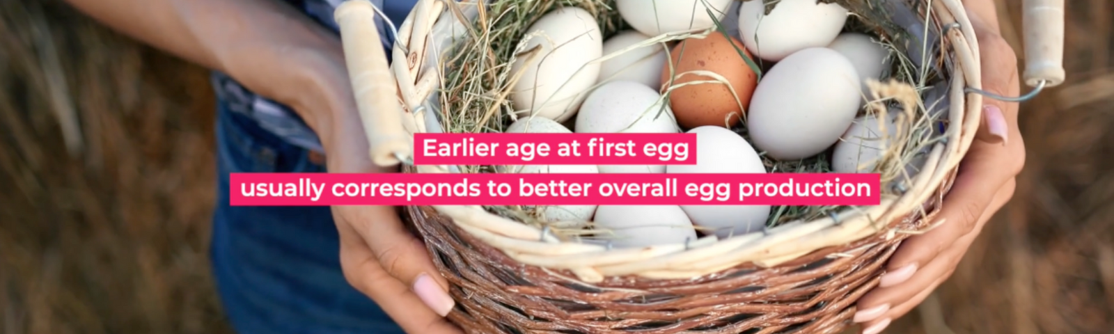 When Will My Hens Start Laying Eggs?