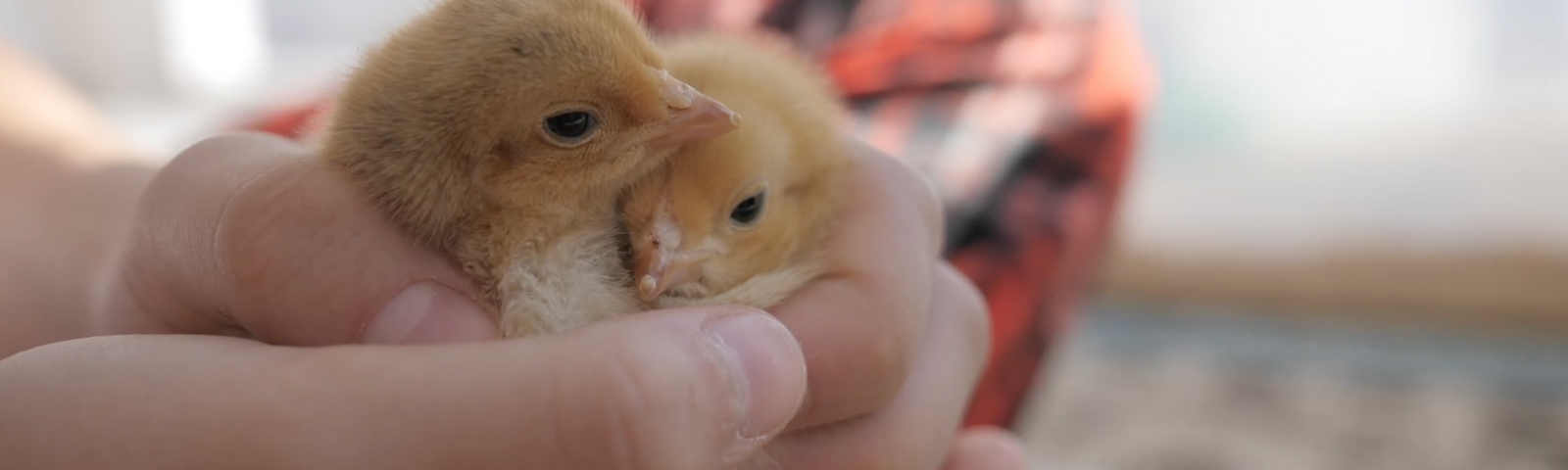 Are My Baby Chicks Warm Enough?