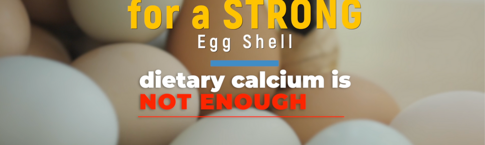 Chicken Anatomy Explained: Bone Structure and Health