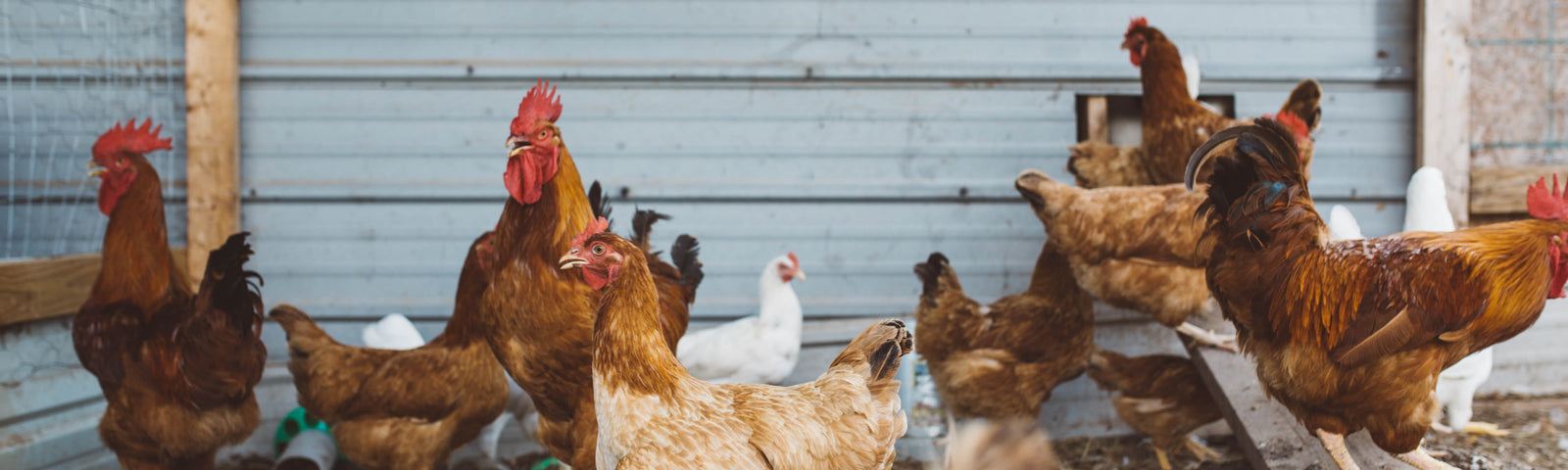 Mild, Moderate, and Severe Stress in Chickens