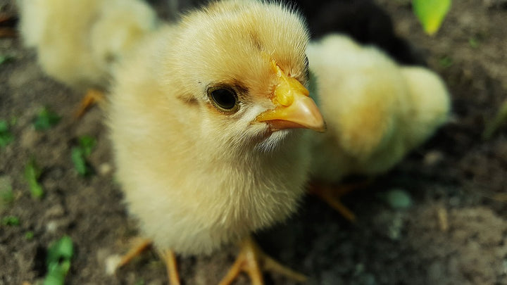 Chick FAQs: Navel Edition