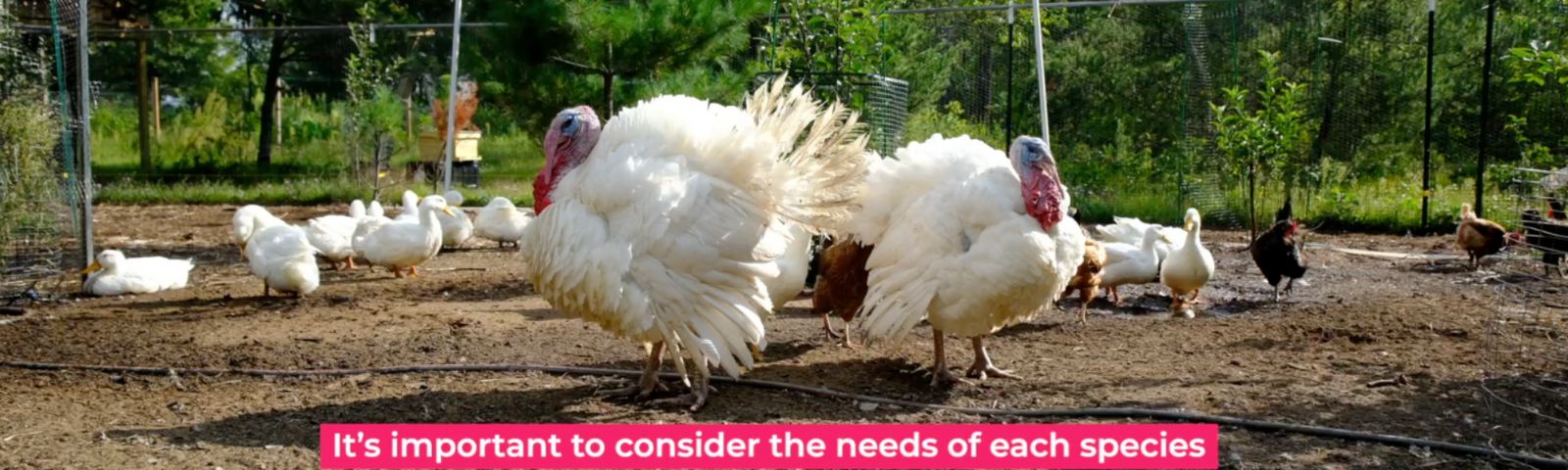 Chickens and Ducks and Turkeys, Oh My! Tips for Raising a Mixed Flock