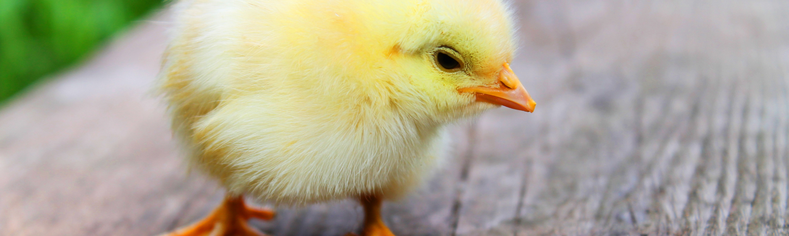 Raising Baby Chicks in the Summer