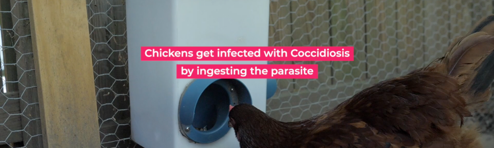 What is Coccidiosis and Why Should You Worry About It?