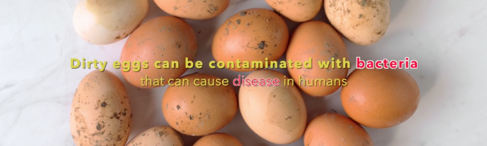 Egg Care: What to do about Dirty Eggs