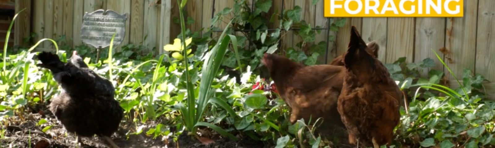 Chicken Behavior Explained: Foraging