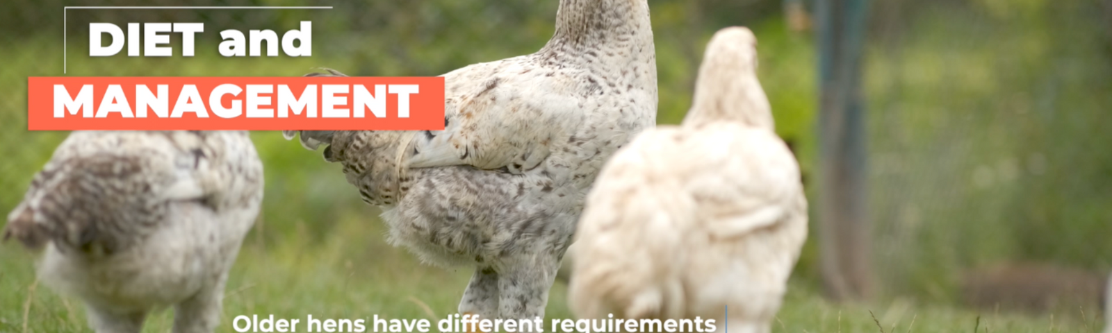 How Long Do Chickens Live?