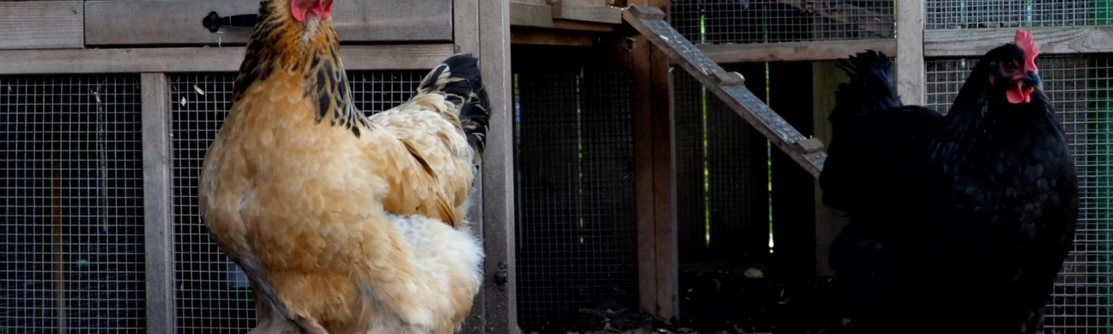 Four Ways to Support Your Chickens, Ducks, and Turkeys During Molting