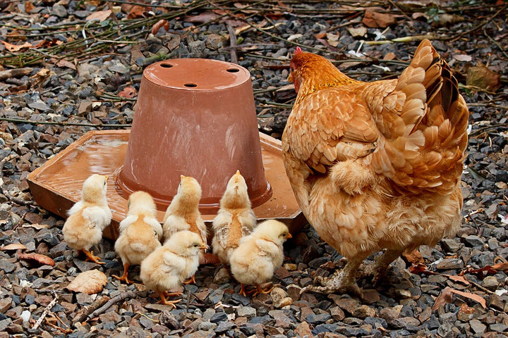 Chicken Treats: A Nutritional Overview