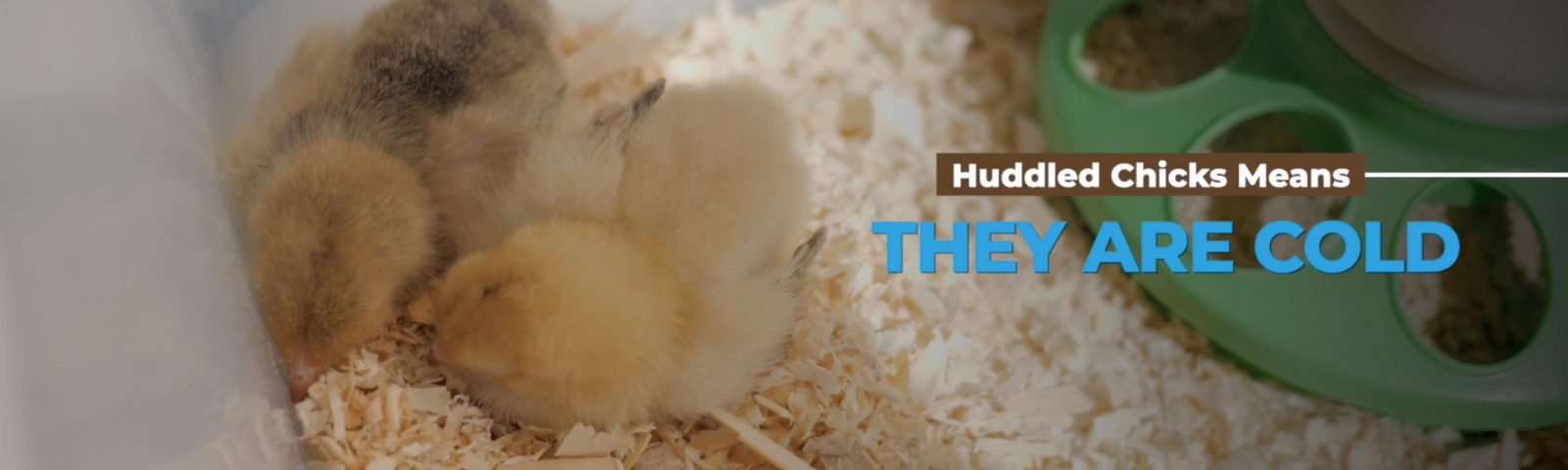 Raising Chicks in the Fall