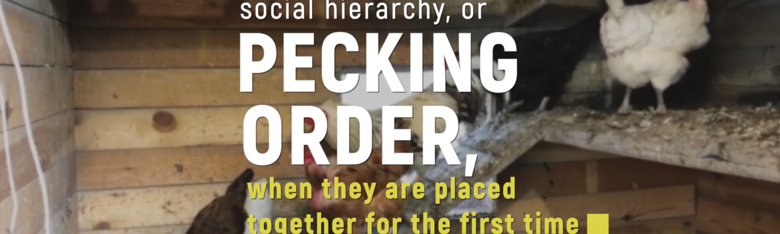 Chicken Behavior Explained: Socialization and Aggression