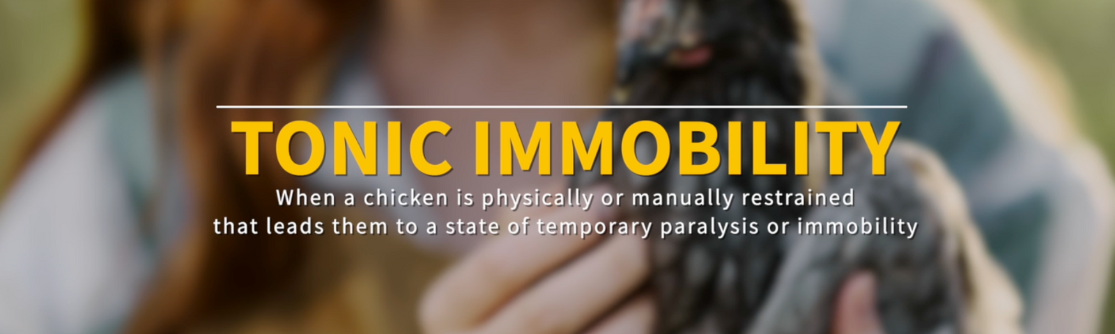 Tonic Immobility in Chickens