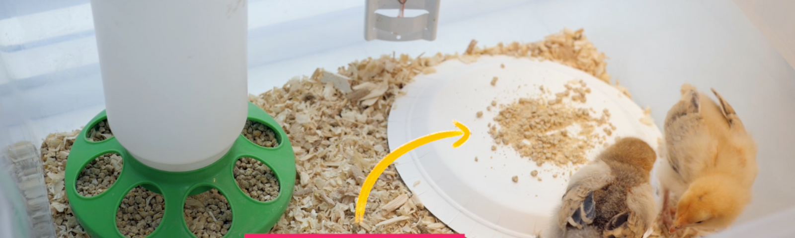Can I Feed Poultry Treats to Chicks?