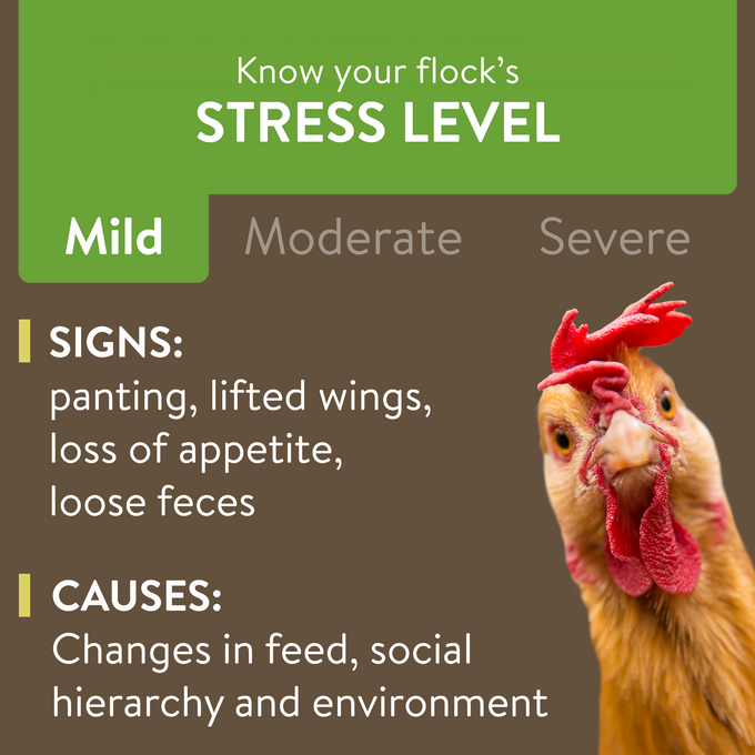RECOVER – Mild Stress Probiotic Water Supplement for Chickens with Electrolytes