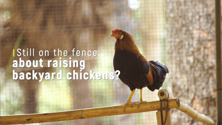 5 Benefits of Backyard Chickens
