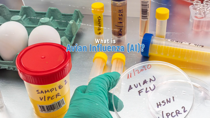 Avian Influenza: Three Ways to Keep Your Flock Safe