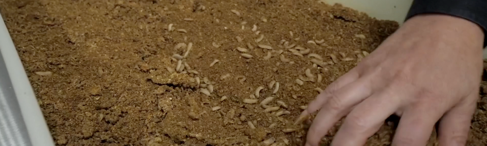 FlockLeader Freedom Fly Nutrients: Benefits of Black Soldier Fly Larvae for Poultry