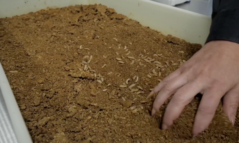 FlockLeader Freedom Fly Nutrients: Benefits of Black Soldier Fly Larva ...