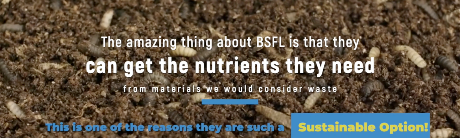 Black Soldier Fly Larvae Sourcing and Why It's Important