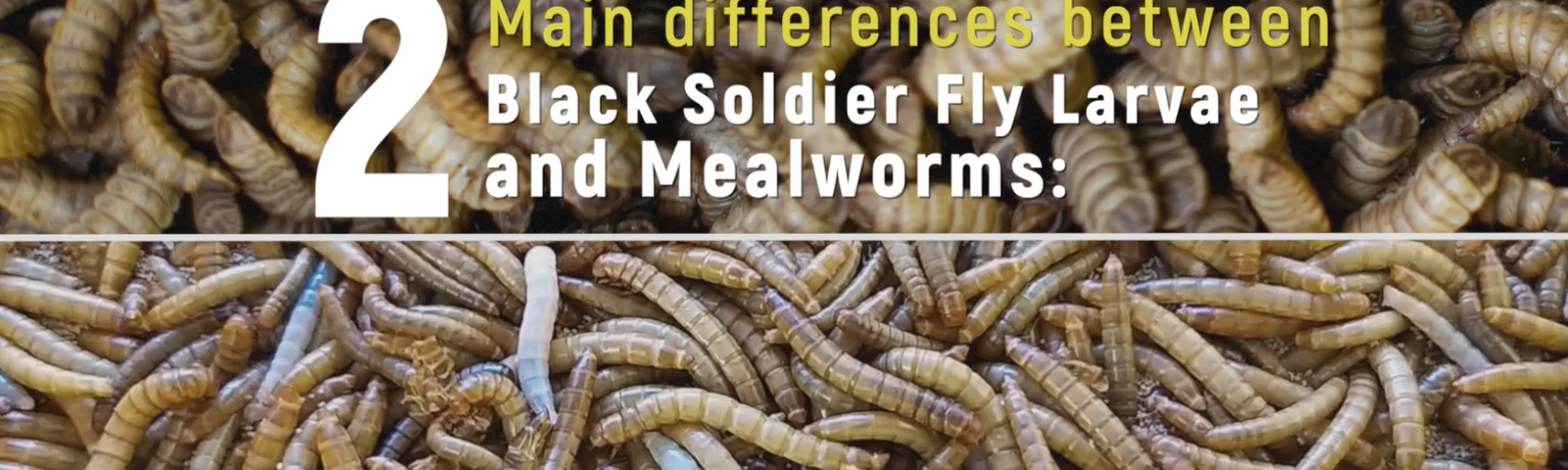 Only the Best for Your Birds: The Benefits of Black Soldier Fly Larvae vs. Mealworms