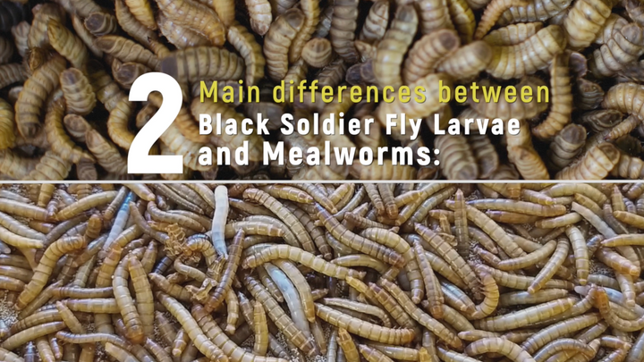 Only the Best for Your Birds: The Benefits of Black Soldier Fly Larvae vs. Mealworms