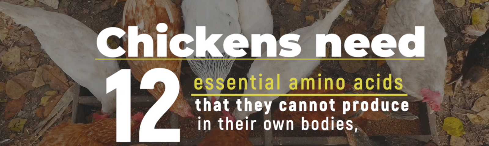 Cat food for clearance chickens