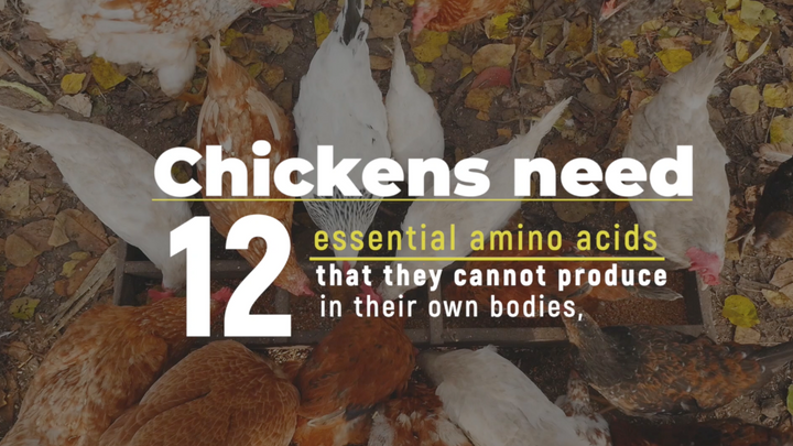 Can My Chickens Eat Cat Food?