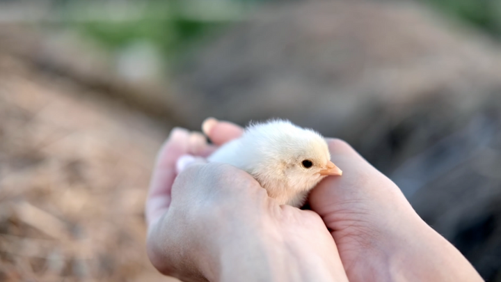 Chick Care 101:  Chick Environment