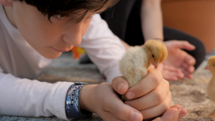 Chick Care 101:  Food and Water