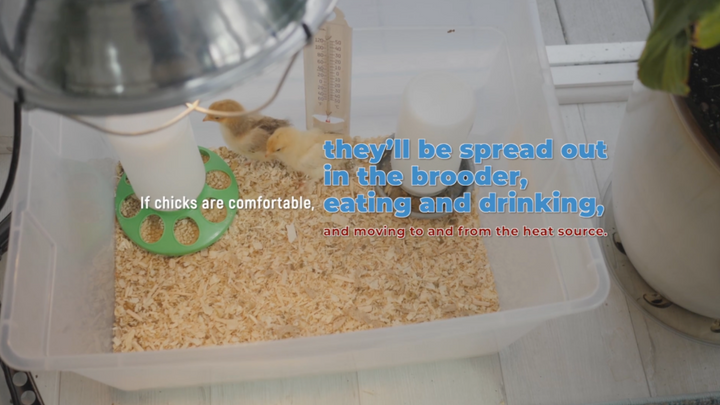 Chick Care 101:  Heat Source