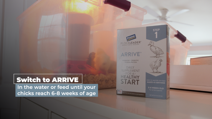 Chick Tips: How to Plan and Build Your Flock