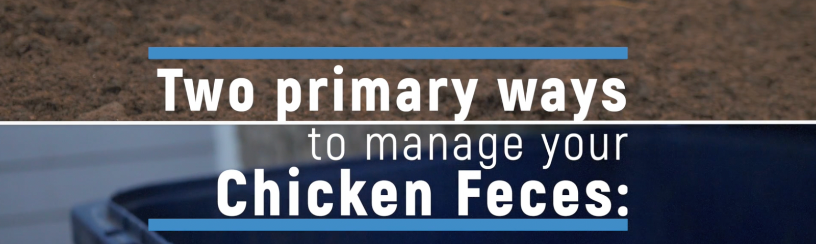 Chicken Coop Waste Management, Part 1: What To Do With Chicken Poop