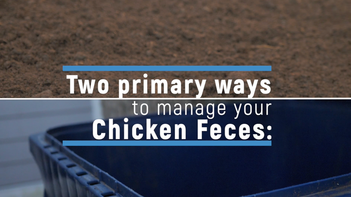 Chicken Coop Waste Management, Part 1: What To Do With Chicken Poop