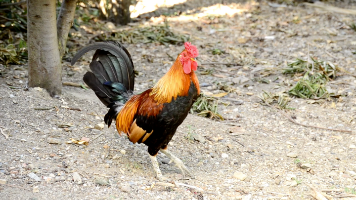 Chicken Courtship Behavior
