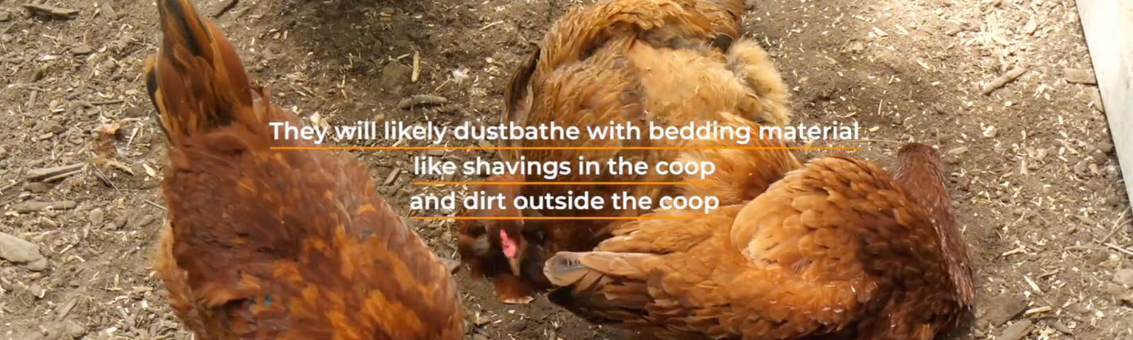 What is Dustbathing and Why do Chickens do it?