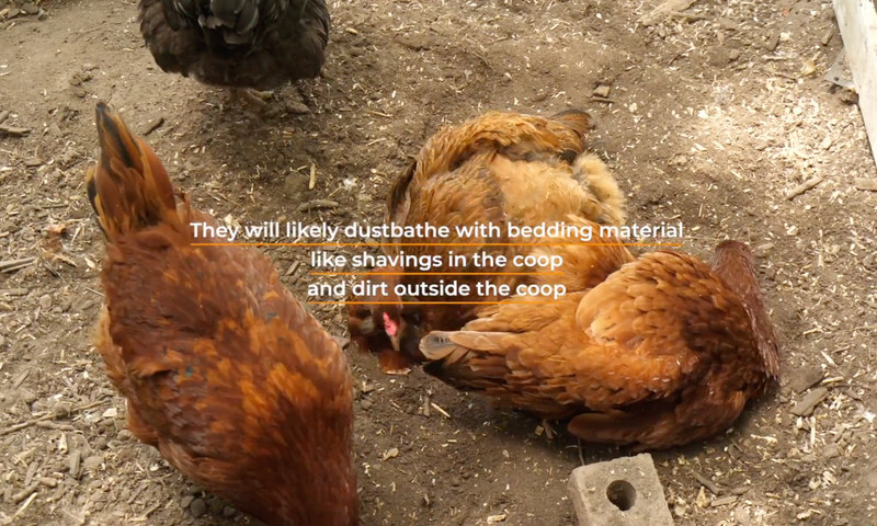 What is Dustbathing and Why do Chickens do it? – Perdue FlockLeader