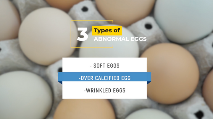 What Is This Weird Egg in My Coop? Egg Abnormalities 101